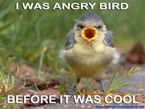 birds funny pictures|bird pictures with funny captions.